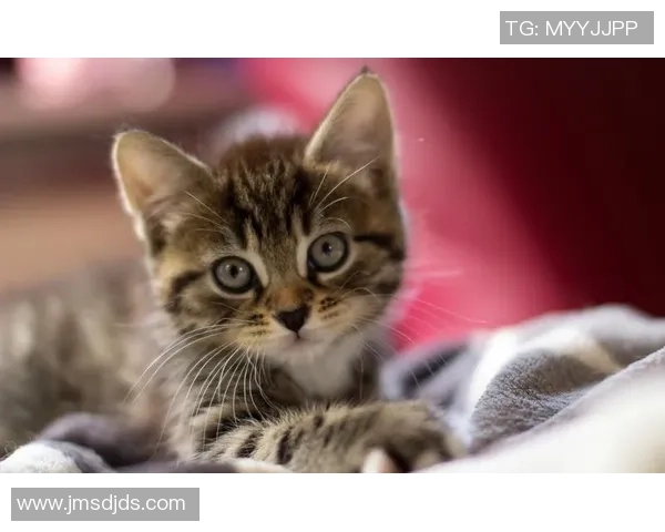 小猫足球明星的可爱瞬间展现了它们的运动天赋与活力四射的魅力